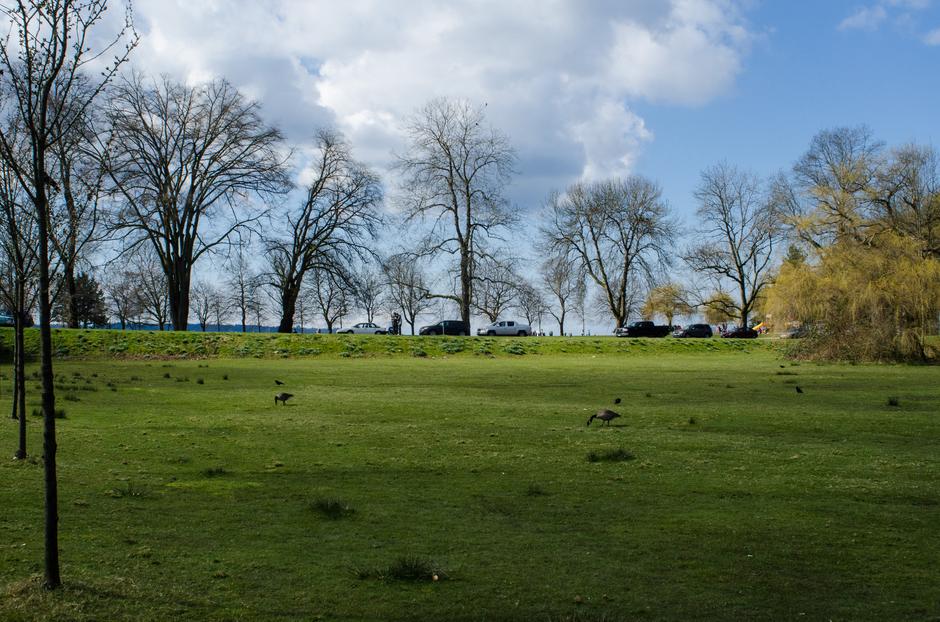 Field of White Tulips - Location image