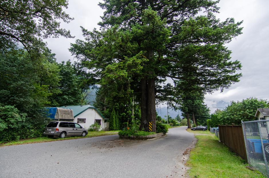 Chase Past Tree - Location image
