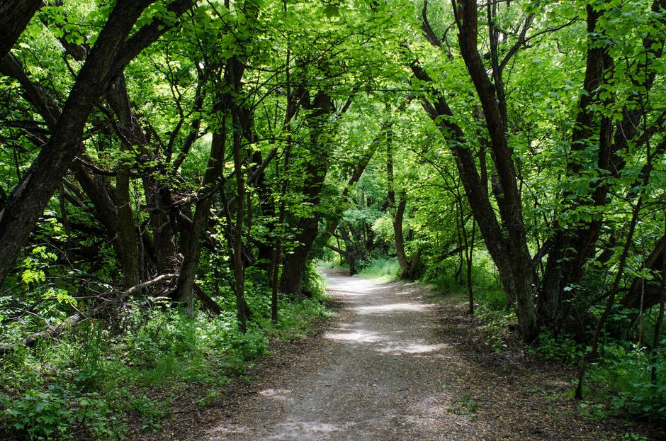 The Gladden Fields - Location image