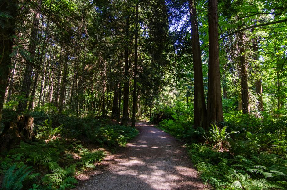 Forest preview